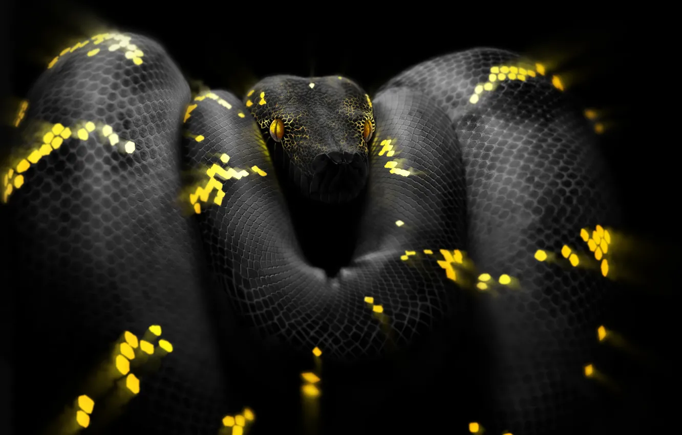 Фото обои Змея, Глаза, Голова, Питон, Арт, Snake, Python, by Ben Judd