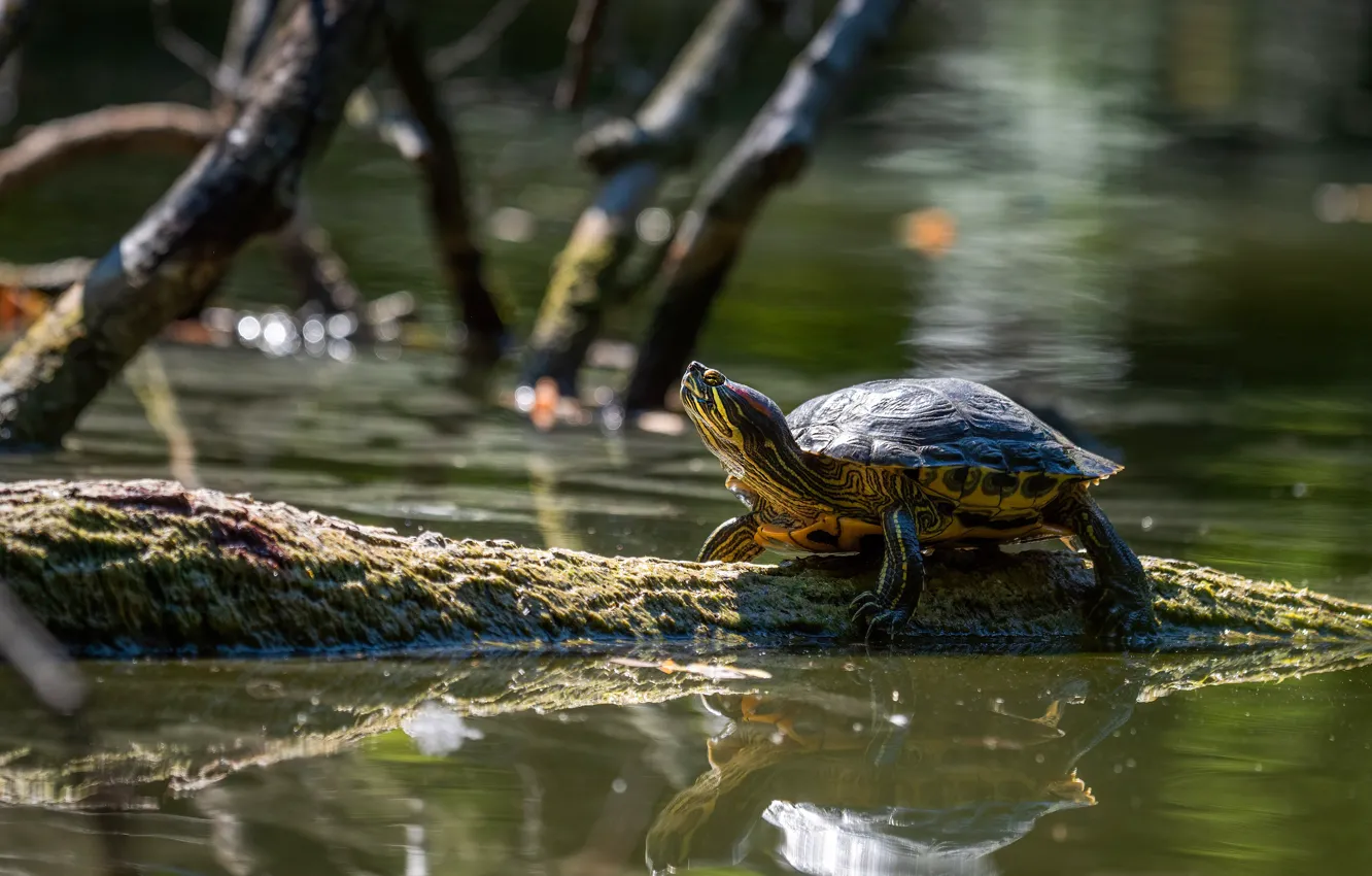 Фото обои ветки, отражение, черепаха, бревно, водоем, водяная, водная черепаха, красноухая