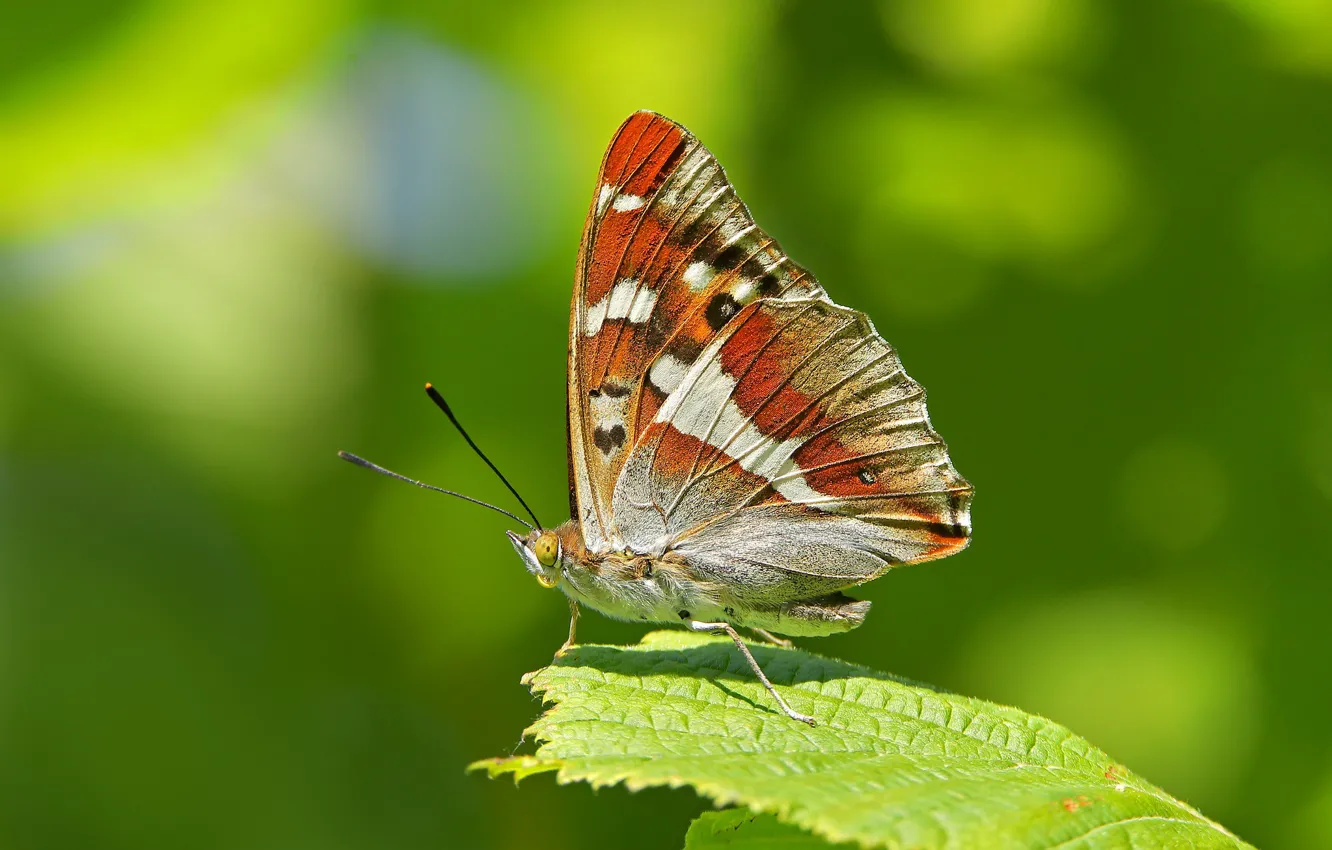 Фото обои макро, лист, фон, бабочка, крылышки, Переливница ивовая