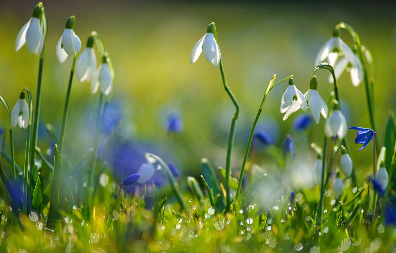 Фото обои зелень, свет, поляна, весна, голубые, подснежники, белые, первоцветы