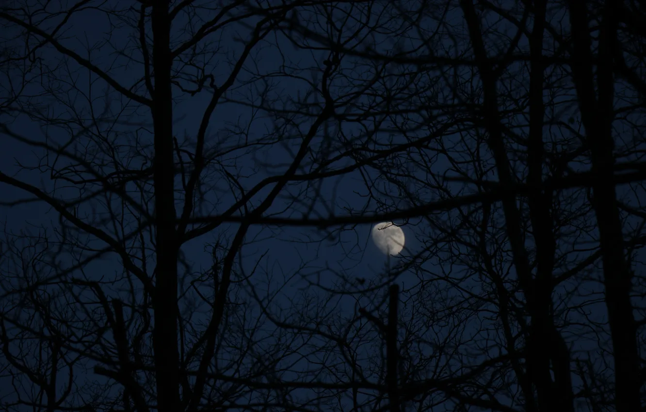 Фото обои небо, деревья, ночь, ветки, природа, луна