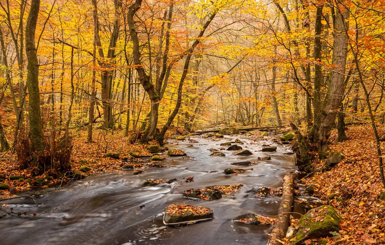 Фото обои river, water, autumn, rocks, leaves, autumn colors, fall, foliage