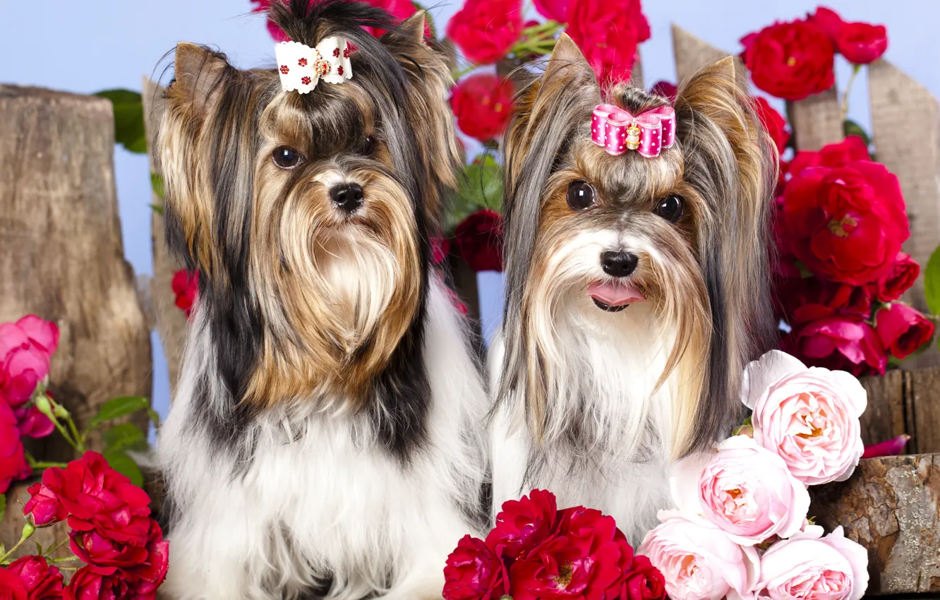 Фото обои собаки, цветы, девочки, розы, бантик, заколка