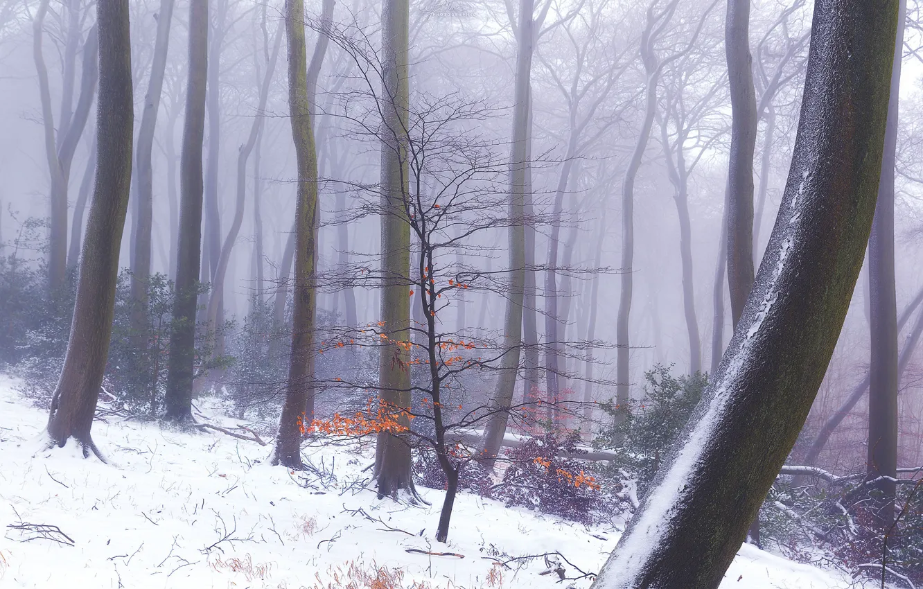 Фото обои зима, лес, деревья