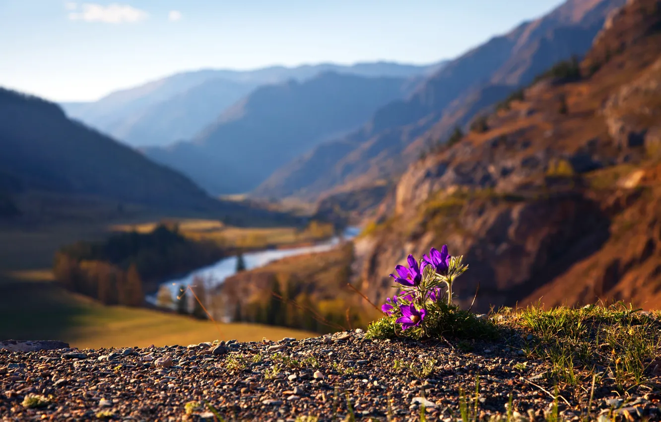 Фото обои пейзаж, цветы, горы, природа, река, весна, долина, анемоны