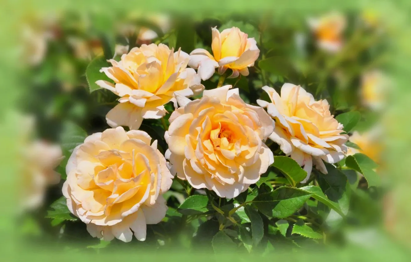 Фото обои цветы, розы, лепестки, размытость, бутоны, жёлтые