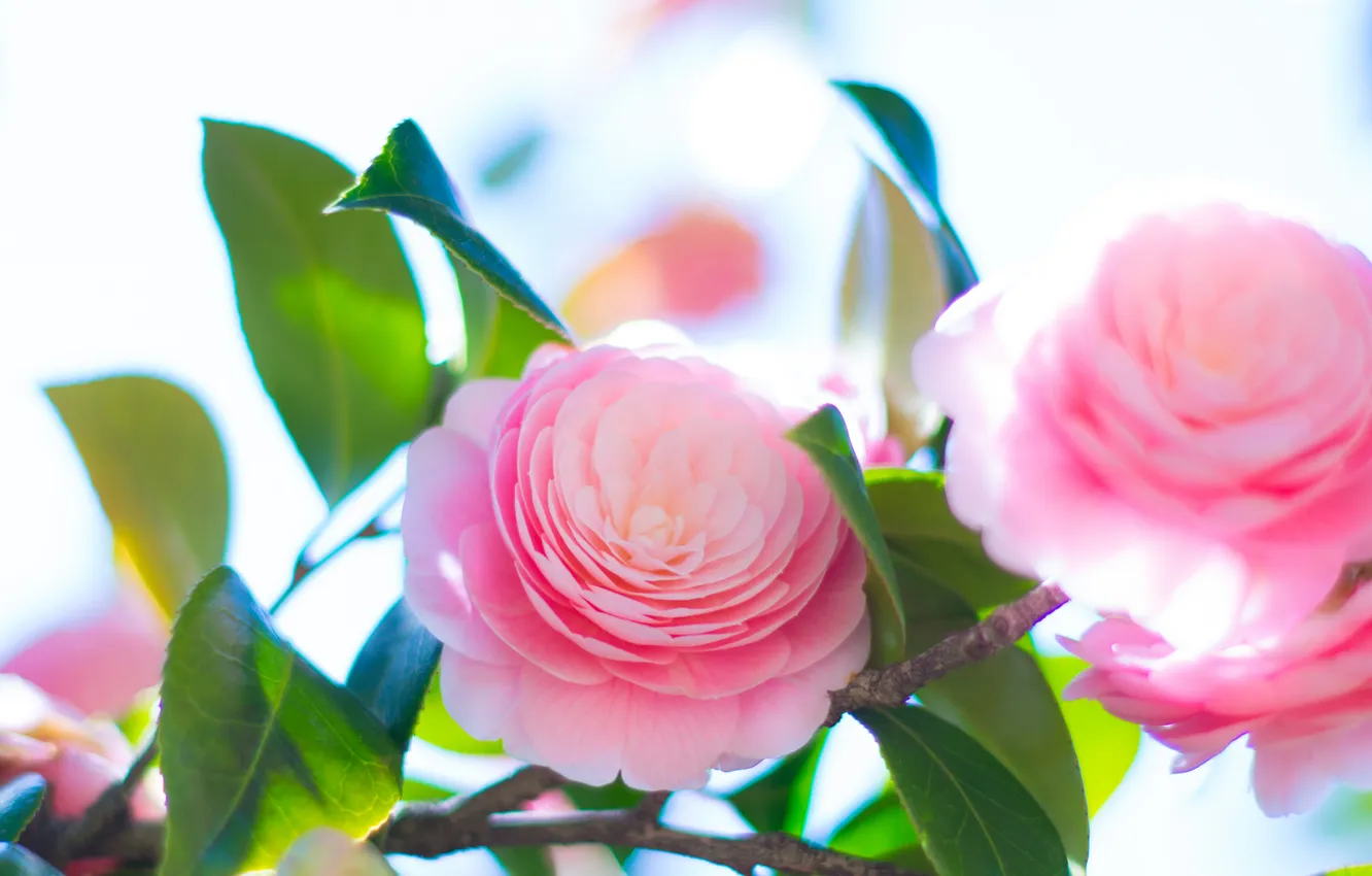 Фото обои листья, розовая, нежность, лепестки, бутон, цветение, камелия, Camellia