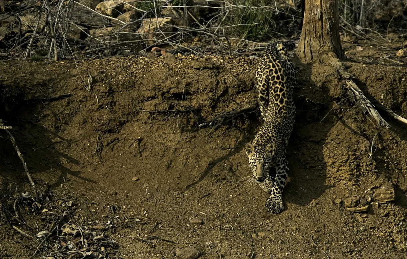 Фото обои лес, кошка, леопард, leopard, крадётся