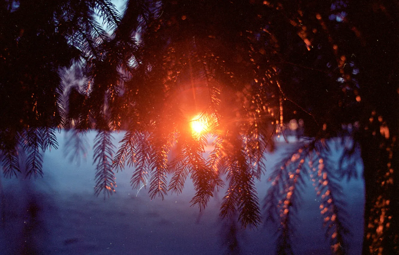 Фото обои зима, снег, закат, елки