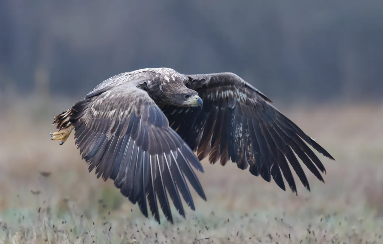Фото обои bird, flight, eagle, hunting