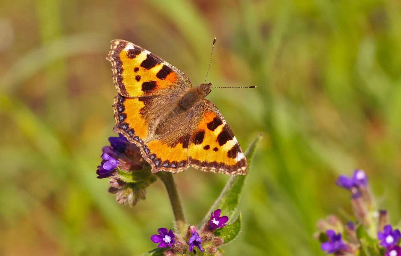 Фото обои colorful, flower, butterfly