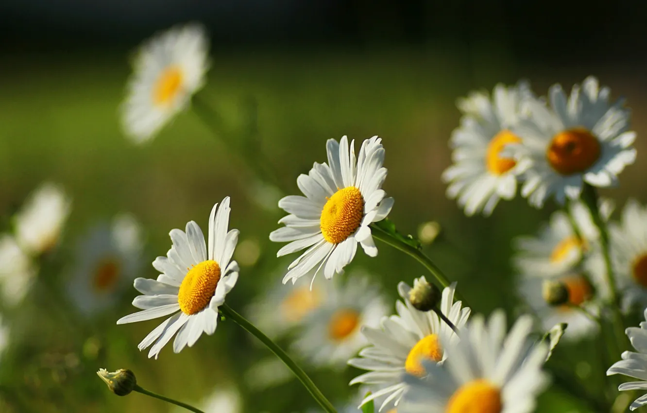 Фото обои белый, цветок, цветы, желтый, природа, зеленый, фон, widescreen