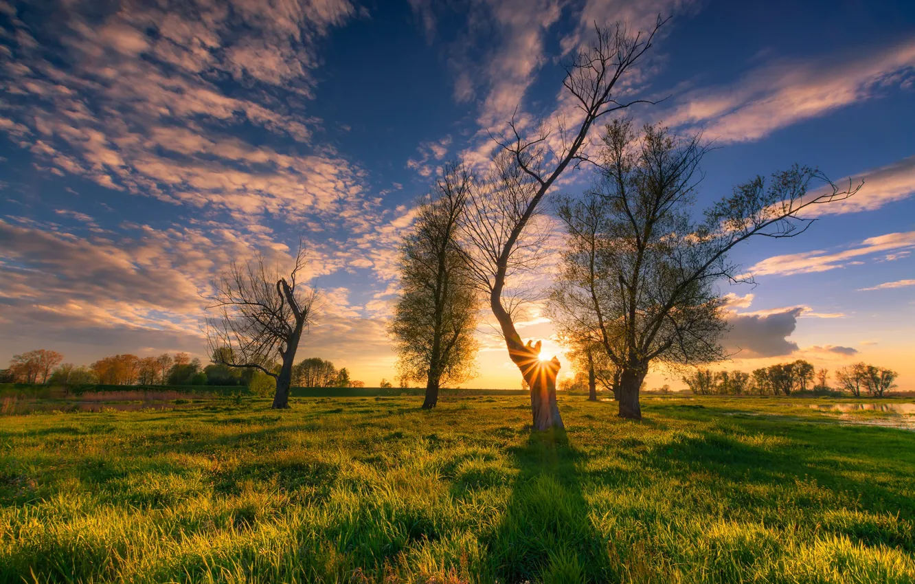 Фото обои небо, трава, солнце, облака, деревья