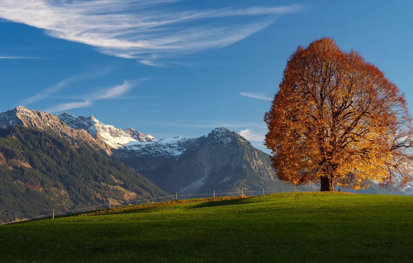 Фото обои осень, горы, дерево, Германия, Бавария, Альпы, луг, Germany