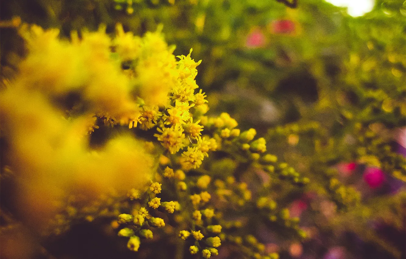 Фото обои лето, макро, цветы, природа, настроения
