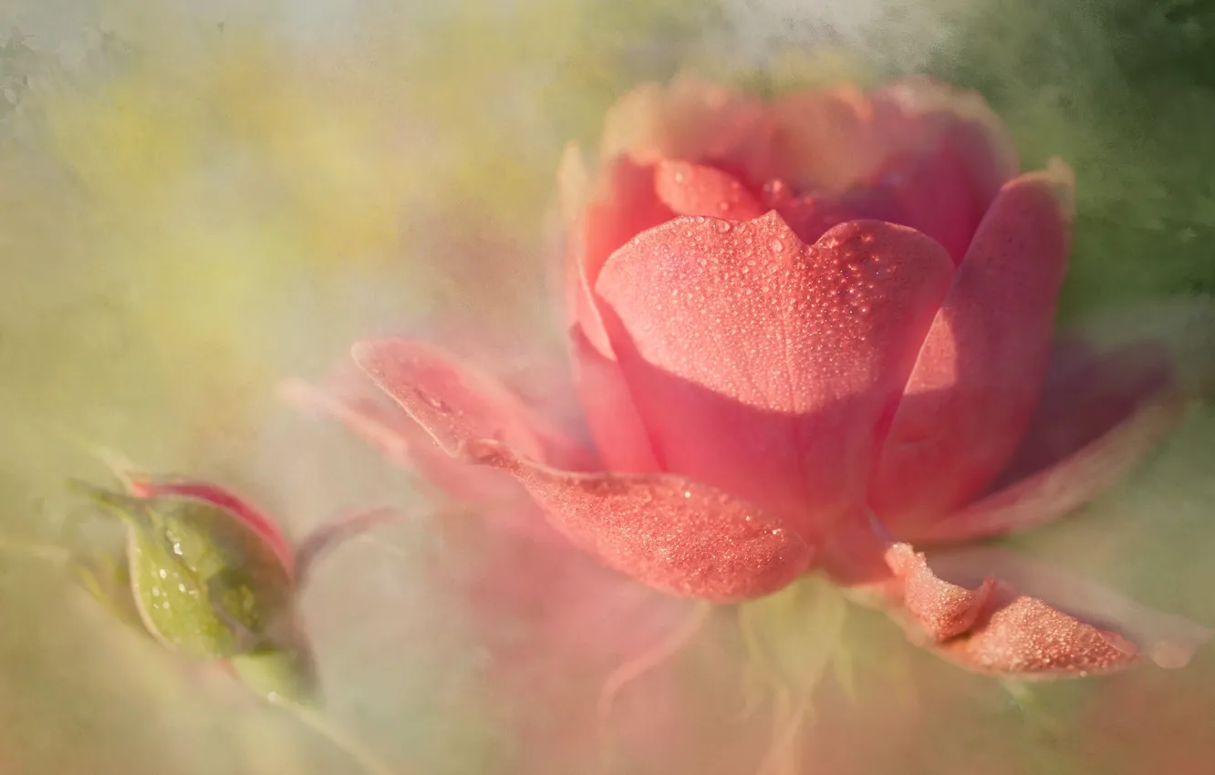 Фото обои капли, свет, розы