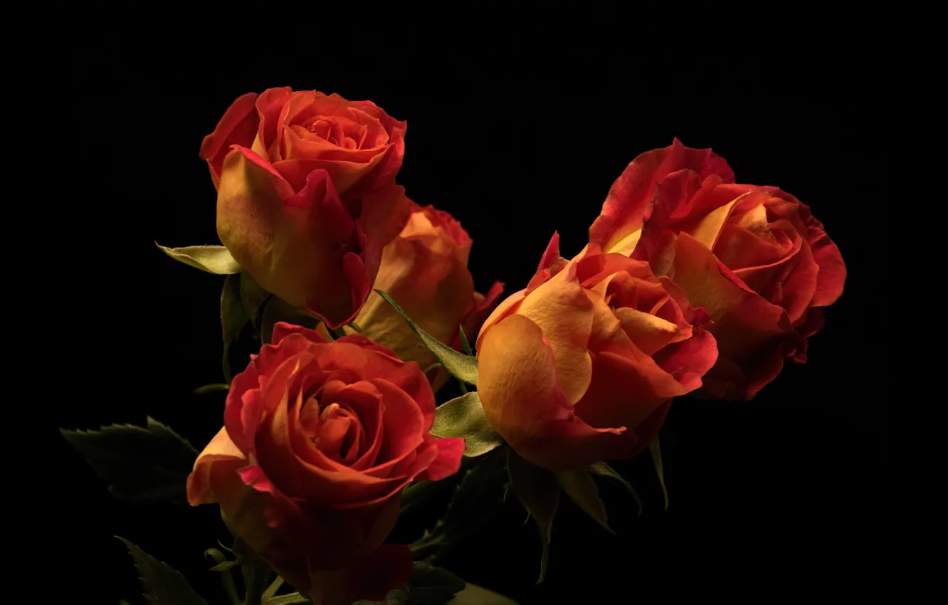 Фото обои цветы, розы, тёмный фон
