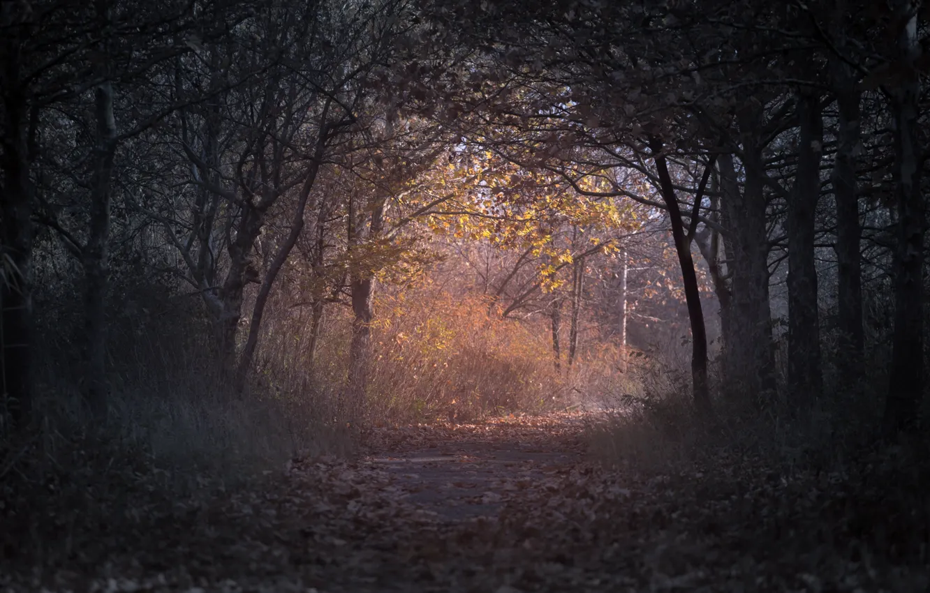 Фото обои осень, лес, деревья, листва, forest, trees, autumn, просвет