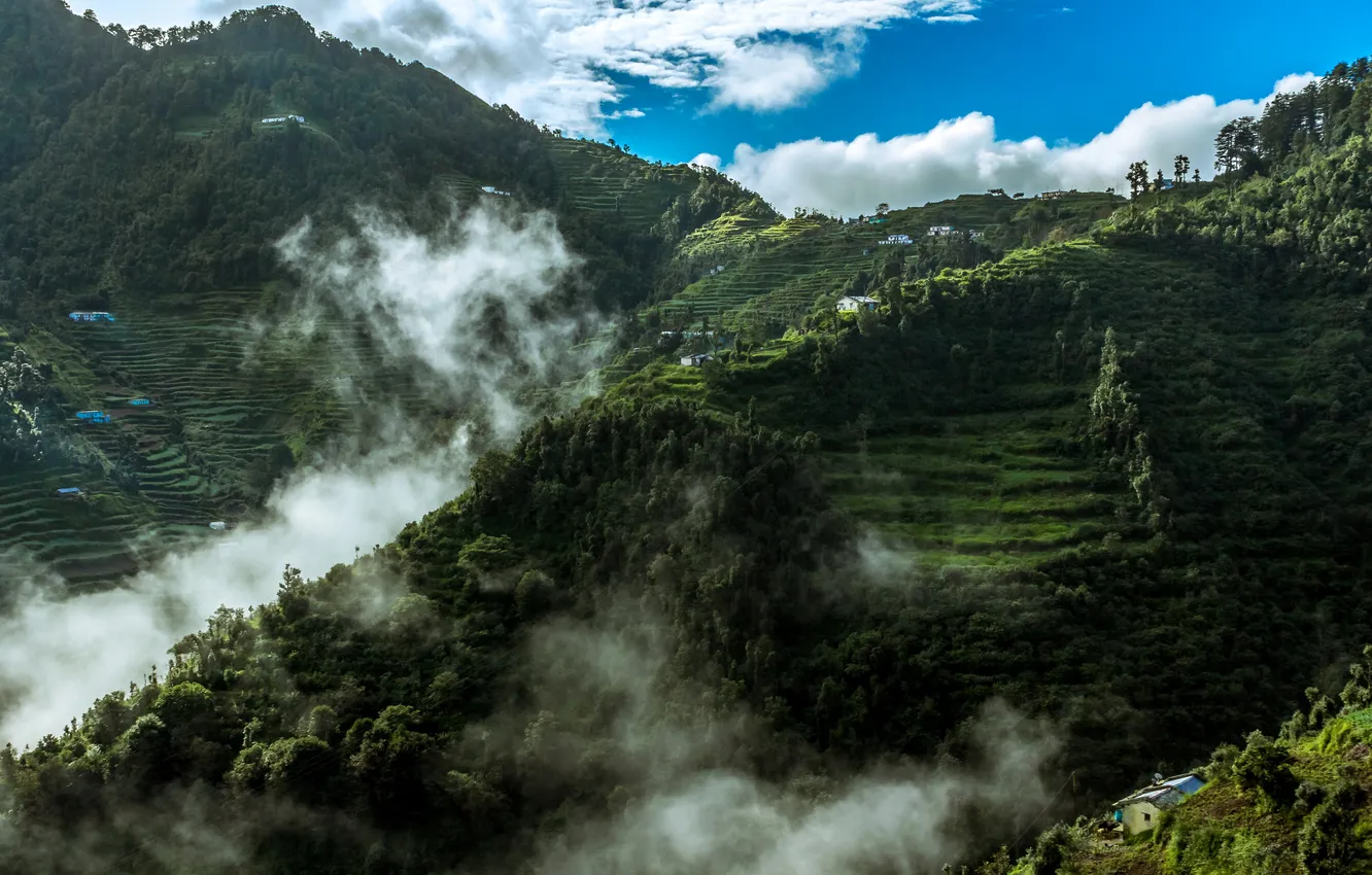 Фото обои лес, облака, горы, Индия, плантации, Mussoorie