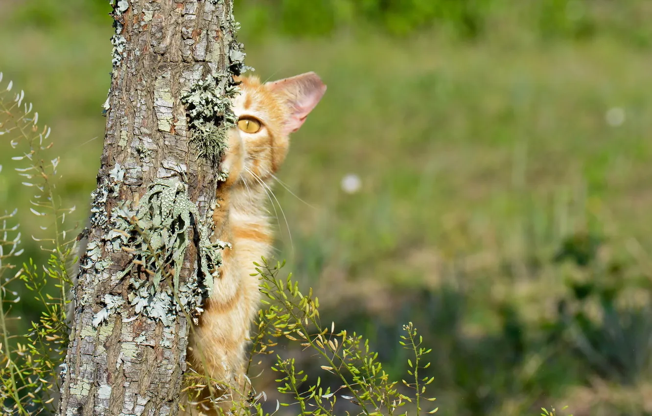 Фото обои кошка, природа, дерево
