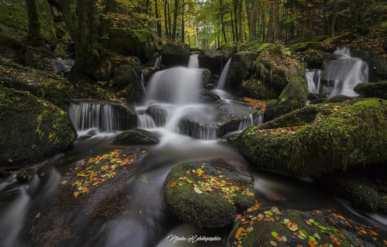 Фото обои лес, природа, река, листва, осень.камни