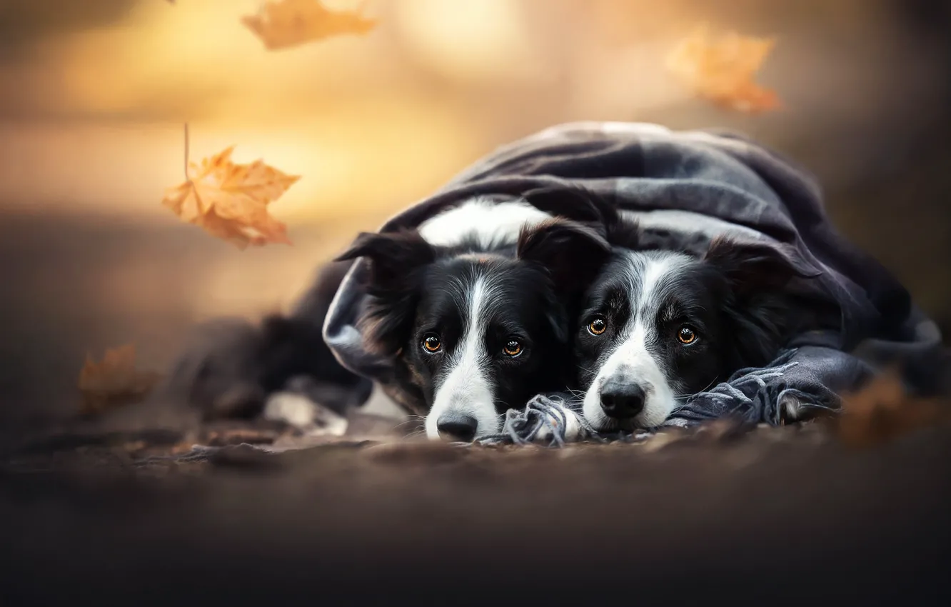 Фото обои осень, листья, плед, парочка, две собаки, мордашки, Бордер-колли