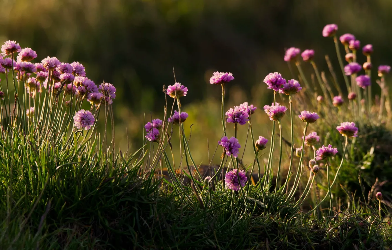 Фото обои лето, природа, Costal Wildflowers