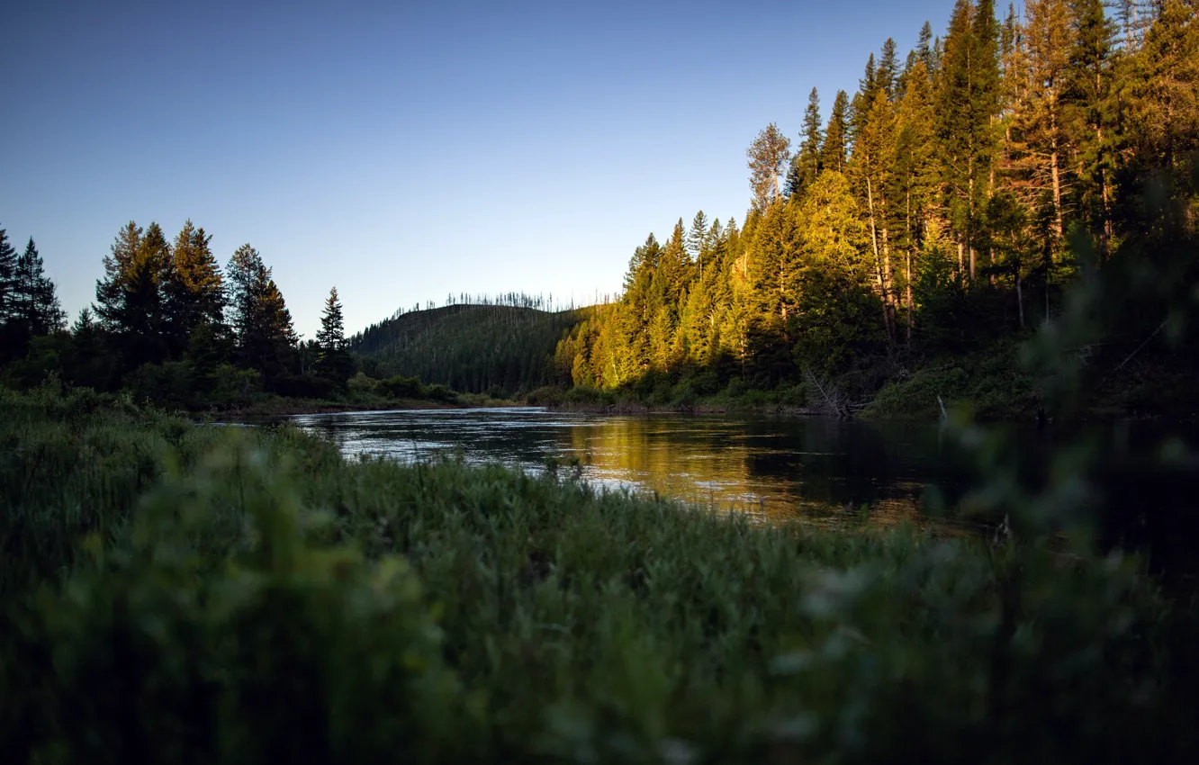 Фото обои лето, деревья, природа, река, утро, summer, river, trees