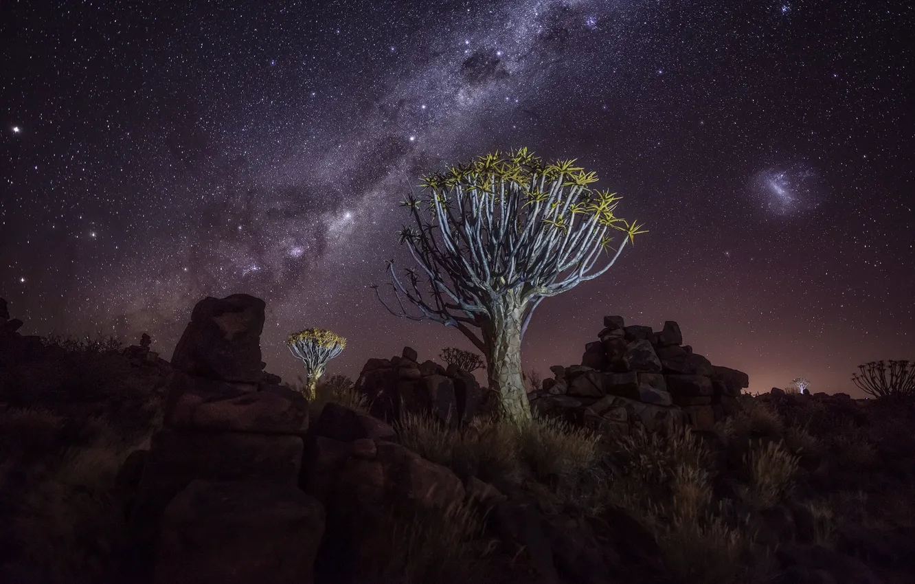 Фото обои деревья, ночь, скалы