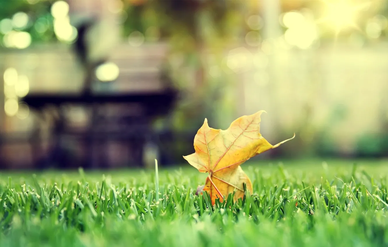 Фото обои осень, трава, лист, клен