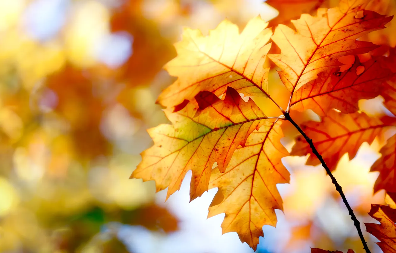 Фото обои осень, листья, природа, краски, colors, nature, autumn, leaves