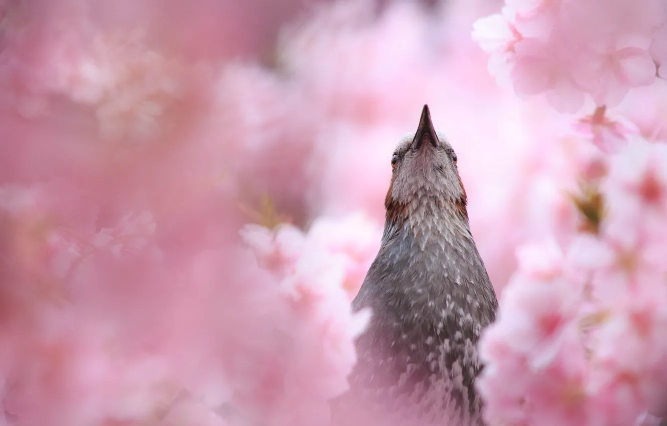 Фото обои вишня, птица, весна, клюв, сакура, цветение