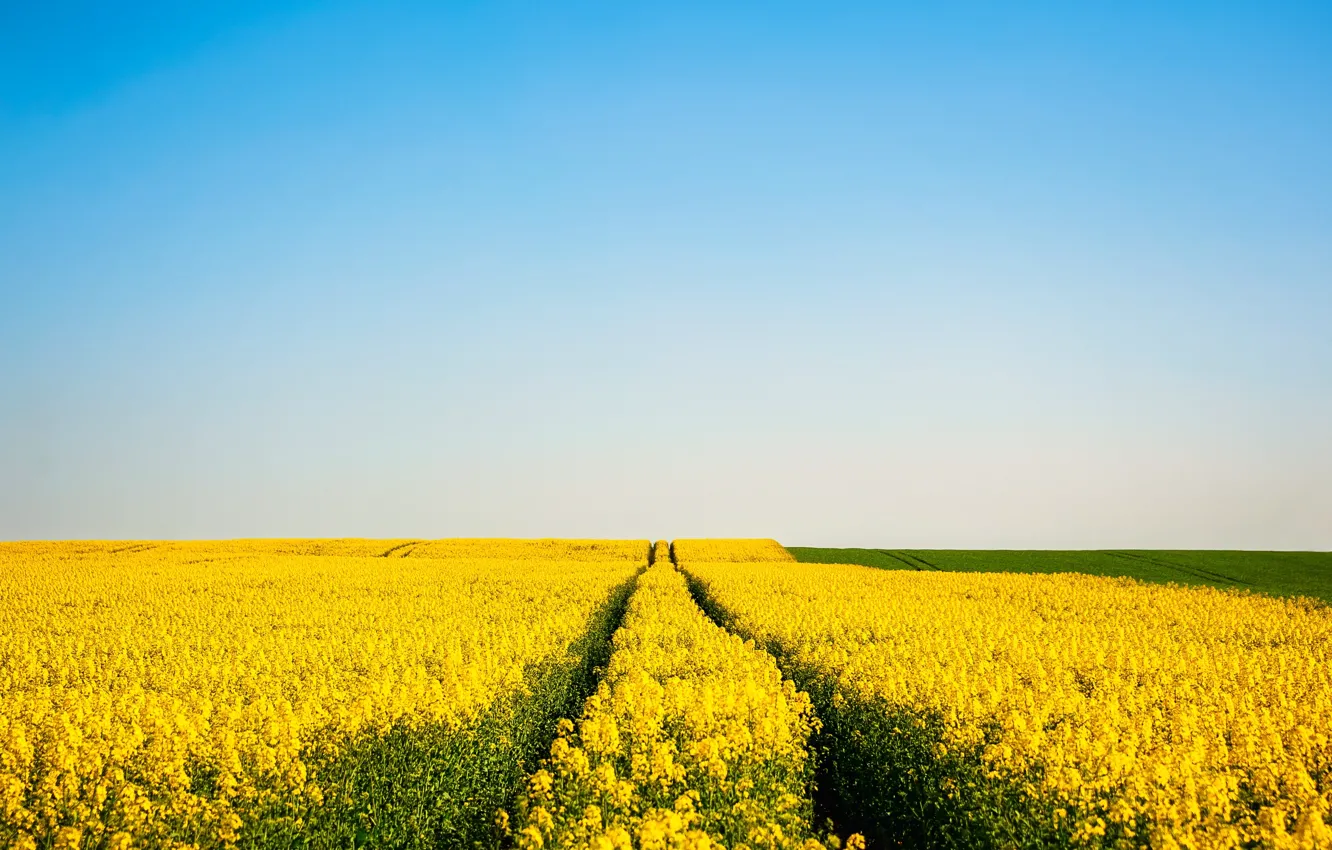 Фото обои widescreen, sky, nature, flowers