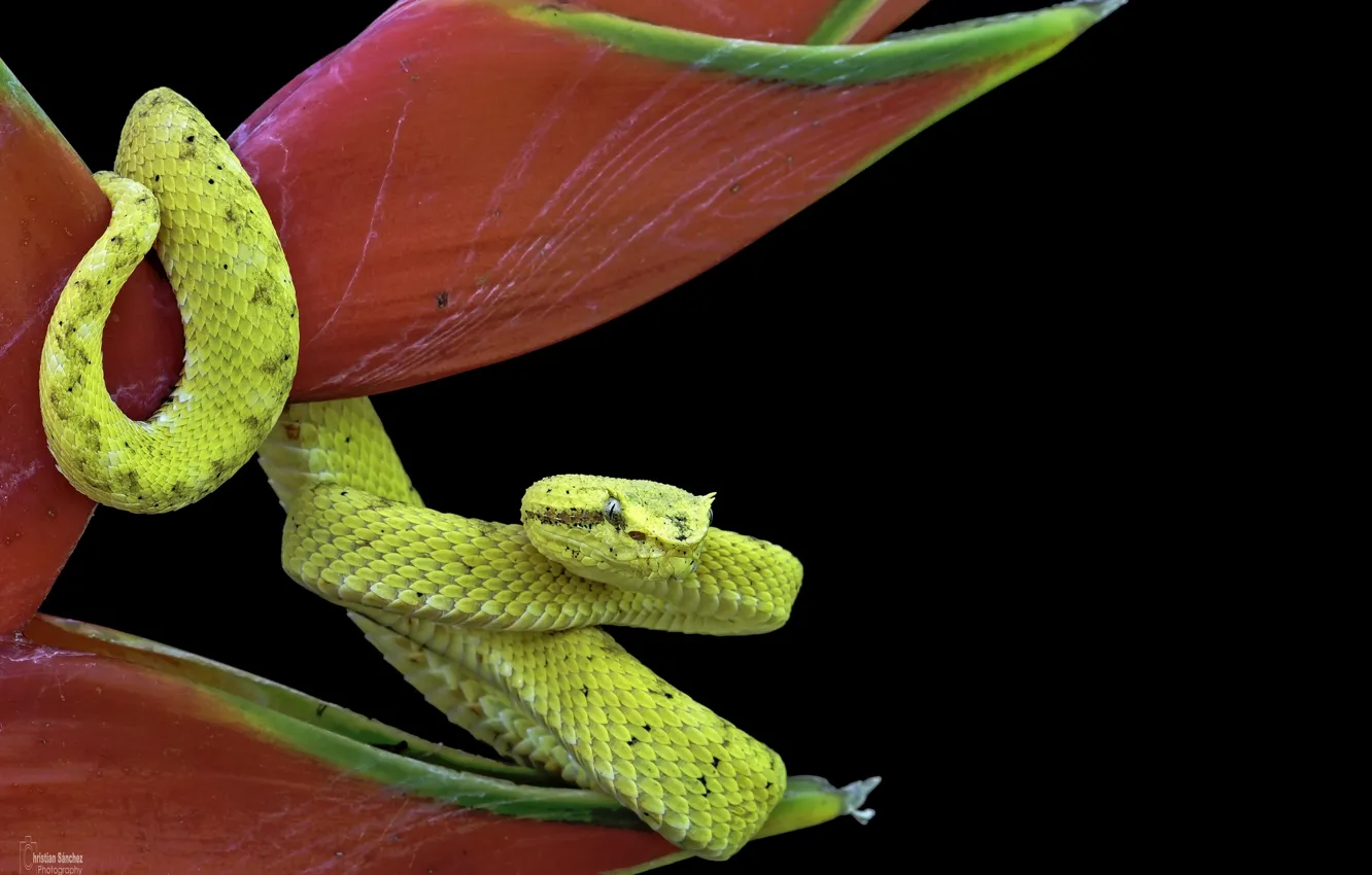 Фото обои цветы, змея, жёлтая