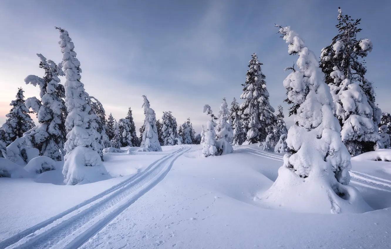 Фото обои зима, снег, деревья, пейзаж, природа, лыжня, ели, Заполярье