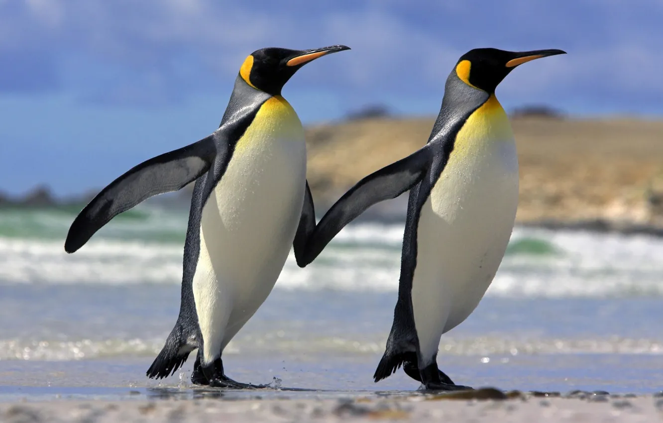 Фото обои любовь, пингвины, дружба, Животные