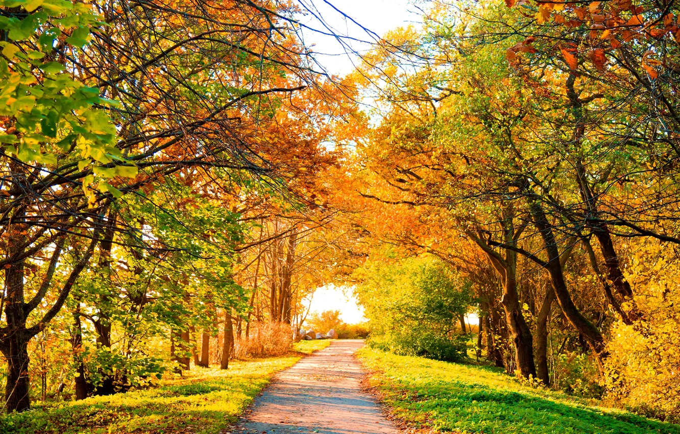 Фото обои дорога, осень, деревья, пейзаж, природа, листва, road, trees