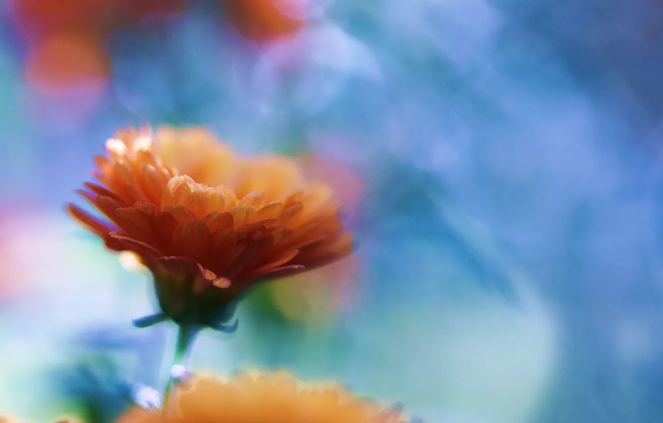 Фото обои макро, цветы, боке, ораньжевые, колендула