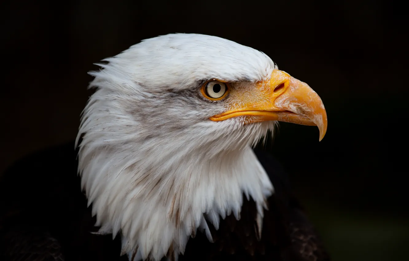 Фото обои фон, голова, белоголовый орлан