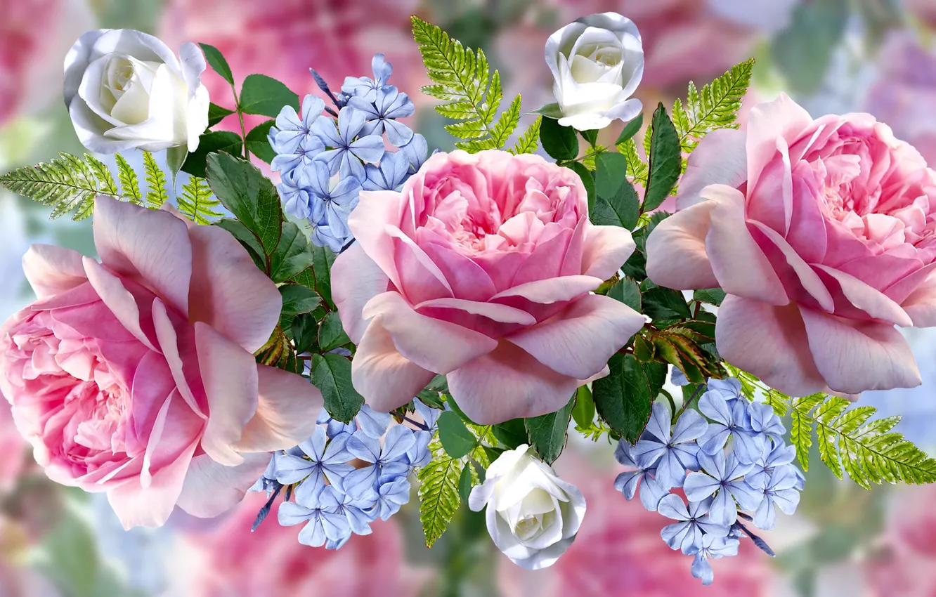 Фото обои grafika, kwiaty, róże