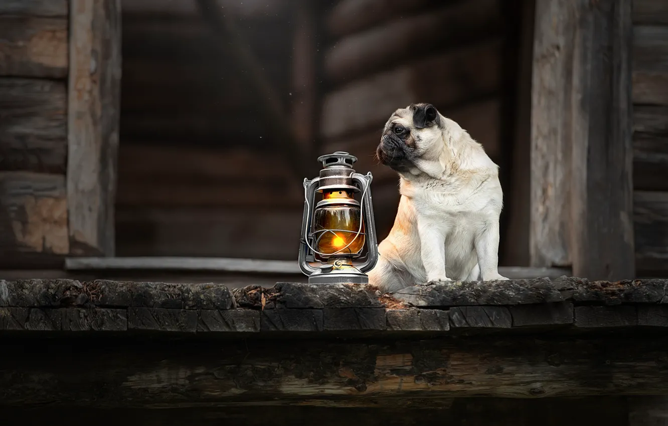 Фото обои собака, фонарь, мопс, пёсик, Светлана Писарева