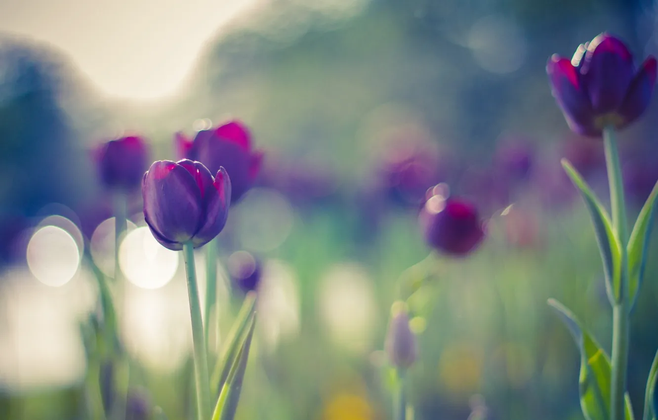 Фото обои colors, summer, flowers, beautiful, tulips, bokeh, purple