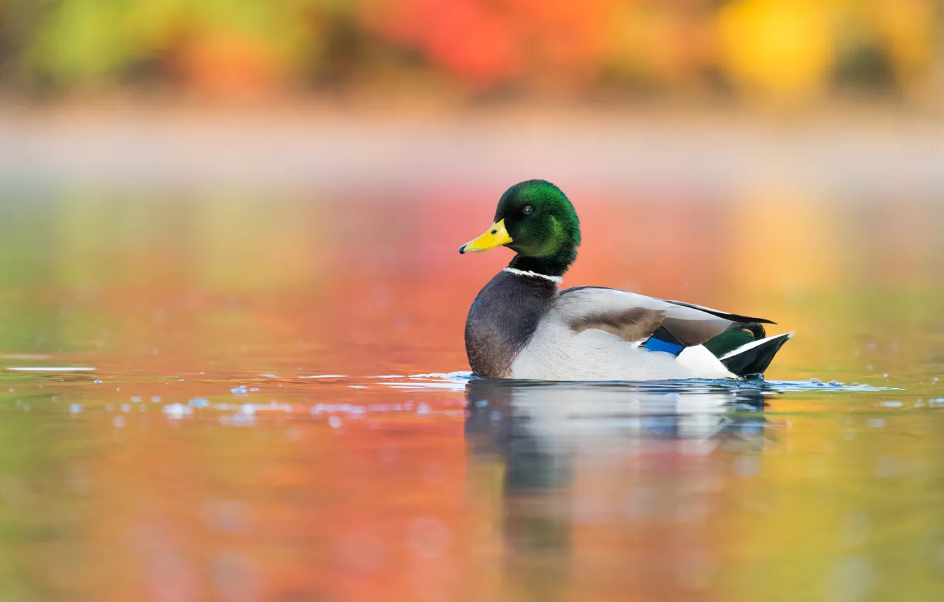 Фото обои вода, птица, утка, водоем, дикая, плавание, разноцветный фон