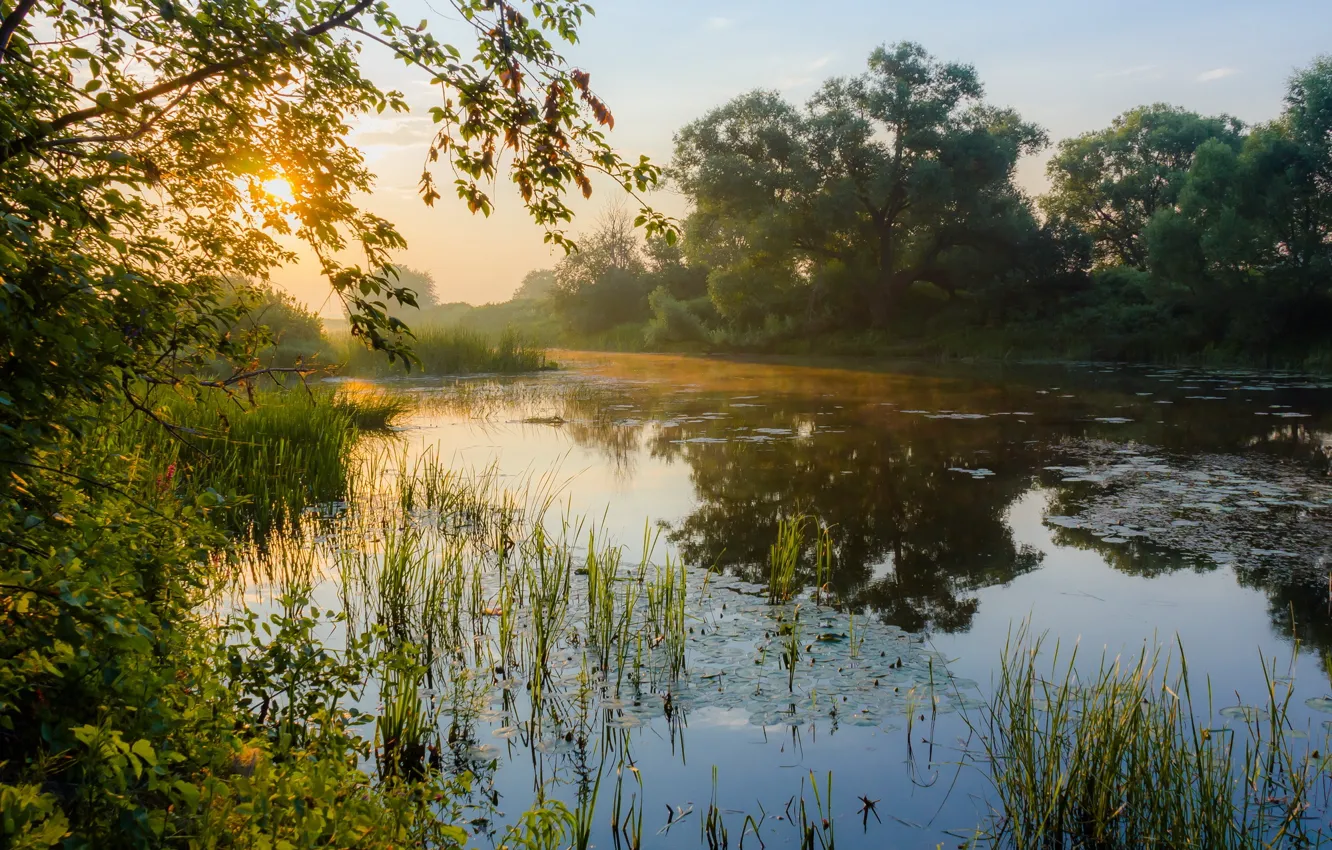 Фото обои берег, утро, водоем