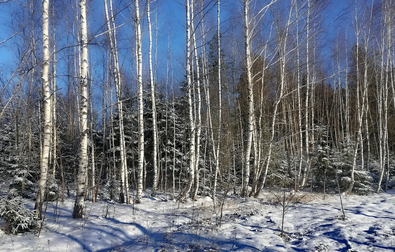 Фото обои солнце, снег, природа, зимний лес, березки