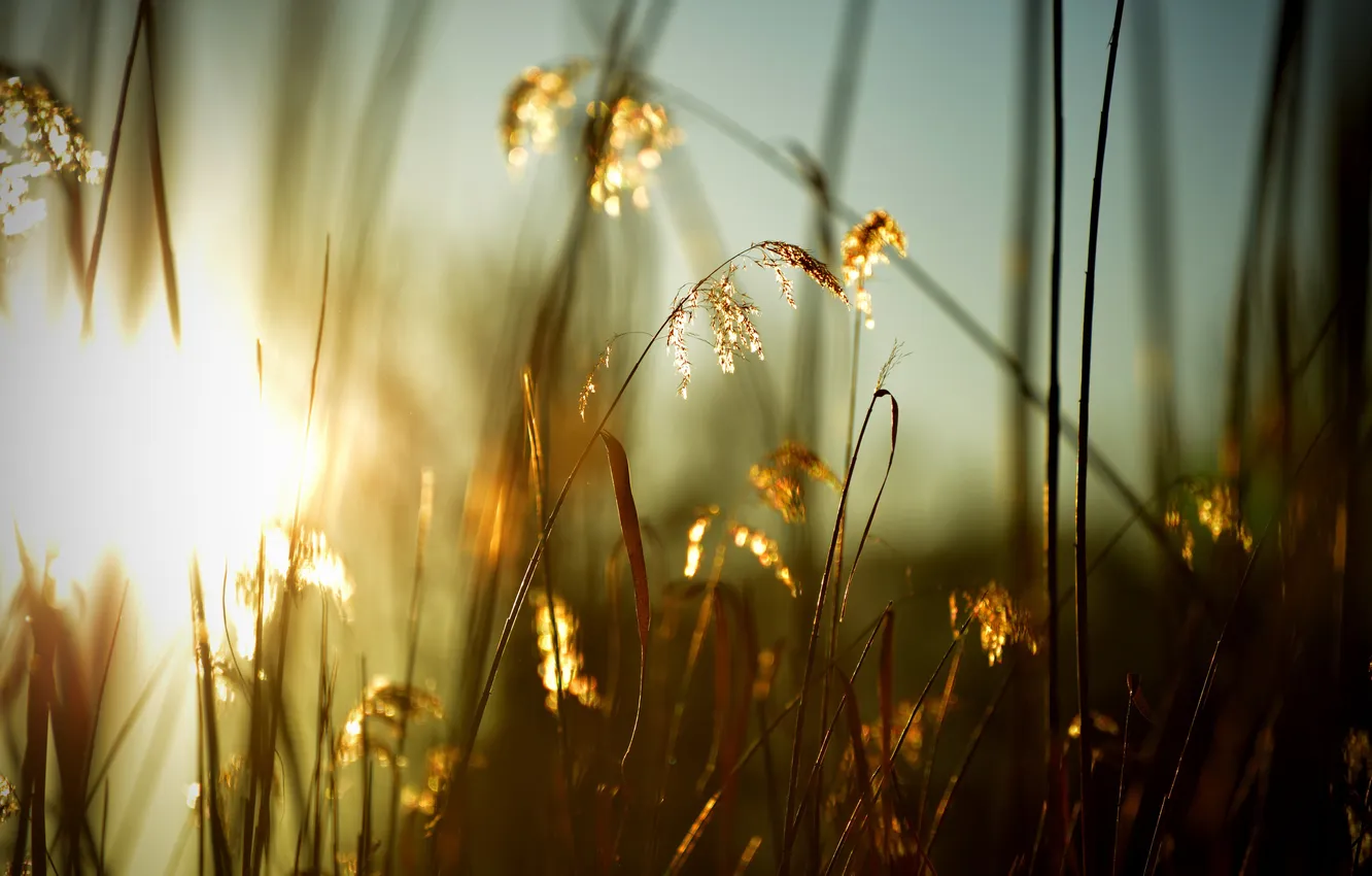 Фото обои трава, солнце, колоски