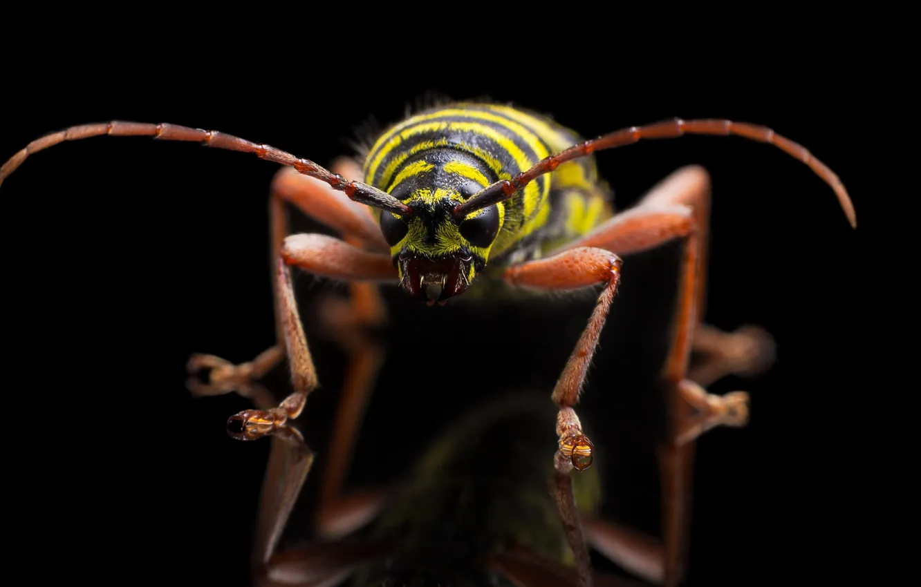Фото обои insect, Megacyllene caryae, Painted Hickory Borer