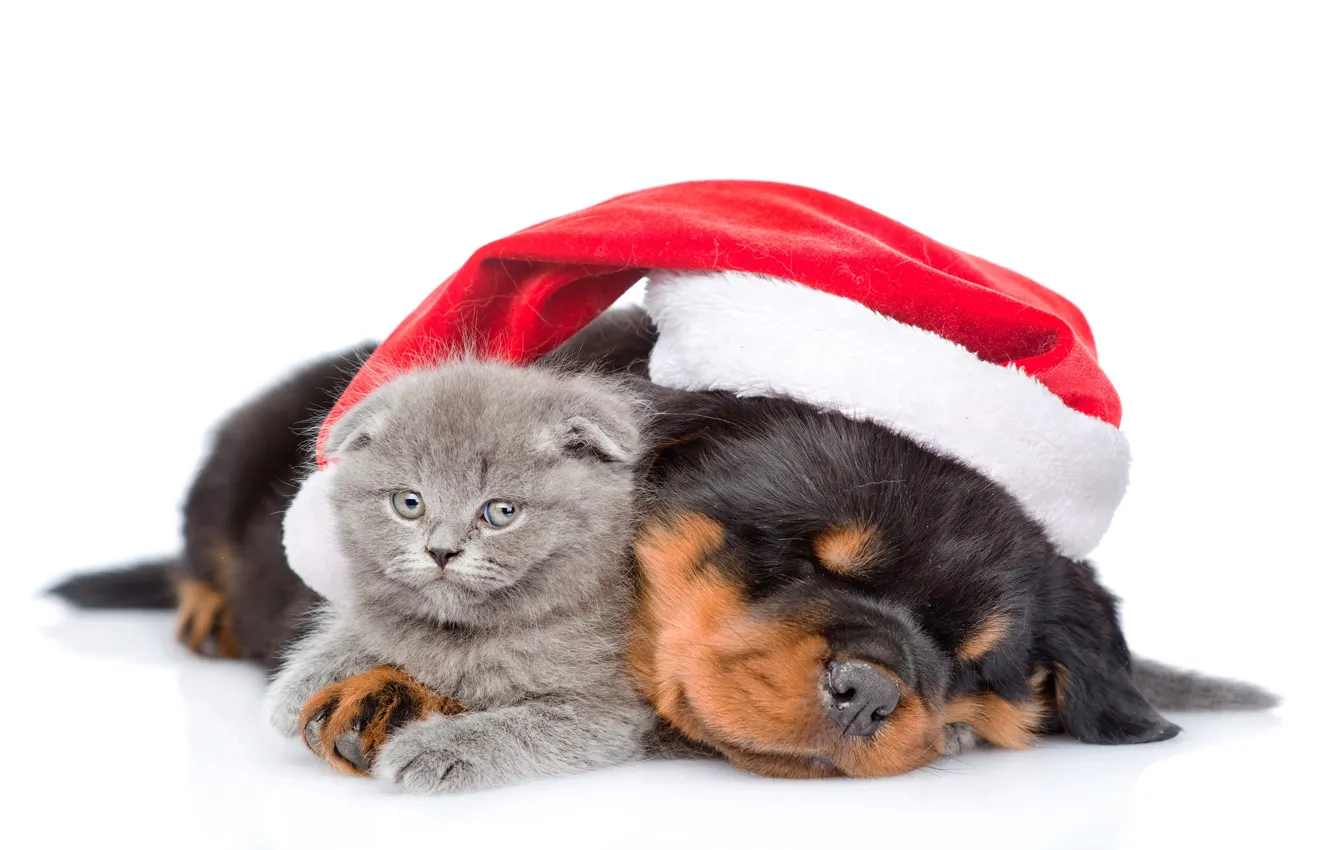 Фото обои котенок, шапка, собака, Рождество, Новый год, Christmas, друзья, cat