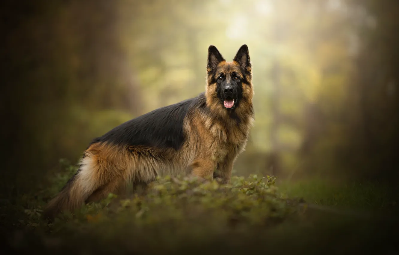 Фото обои собака, овчарка, Gin, Dog Photography