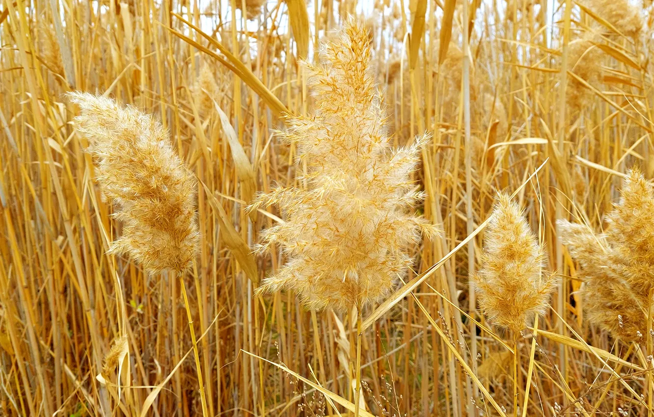 Фото обои камыши, пух, камыш, fluff, reeds